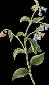 英式复古玫瑰花卉艺术装饰PNG