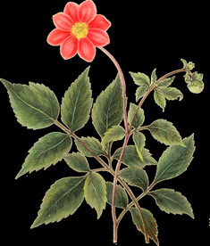 英式复古玫瑰花卉艺术装饰PNG