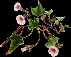 英式复古玫瑰花卉艺术装饰PNG