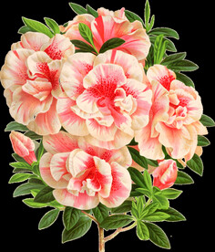 英式复古玫瑰花卉艺术装饰PNG