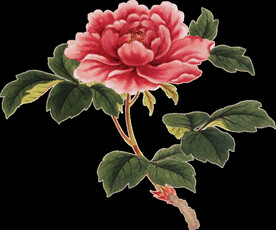 英式复古玫瑰花卉艺术装饰PNG