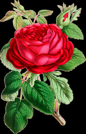 英式复古玫瑰花卉艺术装饰PNG