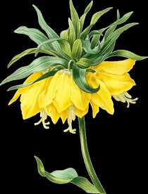 英式复古玫瑰花卉艺术装饰PNG