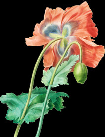 英式复古玫瑰花卉艺术装饰PNG