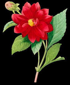 英式复古玫瑰花卉艺术装饰PNG