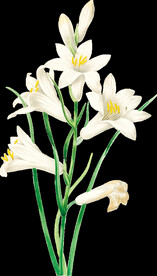 英式复古玫瑰花卉艺术装饰PNG