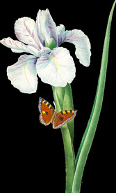 英式复古玫瑰花卉艺术装饰PNG