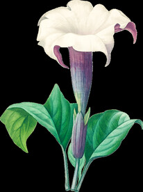 英式复古玫瑰花卉艺术装饰PNG