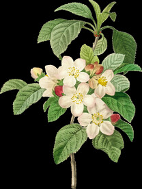 英式复古玫瑰花卉艺术装饰PNG