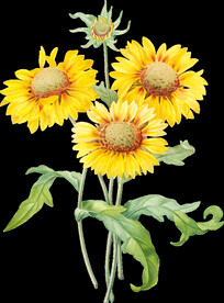 英式复古玫瑰花卉艺术装饰PNG