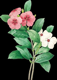 英式复古玫瑰花卉艺术装饰PNG