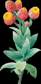 英式复古玫瑰花卉艺术装饰PNG