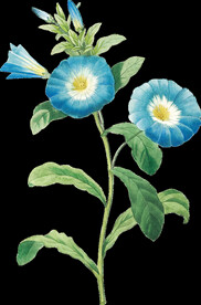 英式复古玫瑰花卉艺术装饰PNG