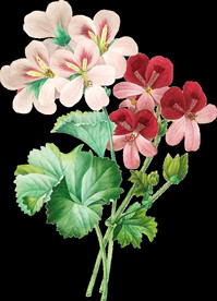 英式复古玫瑰花卉艺术装饰PNG