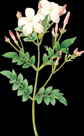 英式复古玫瑰花卉艺术装饰PNG