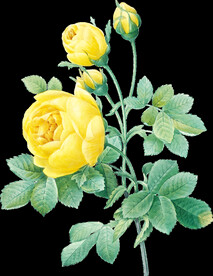 英式复古玫瑰花卉艺术装饰PNG