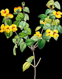 英式复古玫瑰花卉艺术装饰PNG