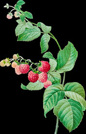 英式复古玫瑰花卉艺术装饰PNG