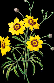 英式复古玫瑰花卉艺术装饰PNG