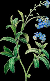 英式复古玫瑰花卉艺术装饰PNG