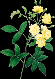 英式复古玫瑰花卉艺术装饰PNG