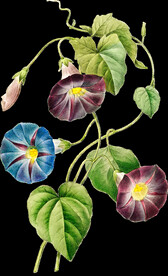 英式复古玫瑰花卉艺术装饰PNG