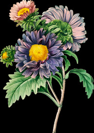 英式复古玫瑰花卉艺术装饰PNG