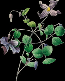 英式复古玫瑰花卉艺术装饰PNG