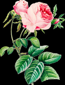 英式复古玫瑰花卉艺术装饰PNG