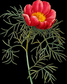 英式复古玫瑰花卉艺术装饰PNG