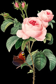 英式复古玫瑰花卉艺术装饰PNG