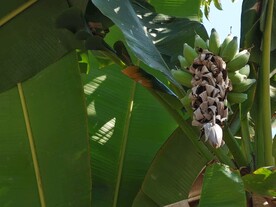 香蕉树和青涩的香蕉