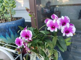 石斛兰盆栽花卉植物