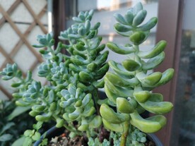 可爱鲜活多肉植物盆栽