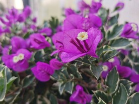 紫色三角梅叶子花美丽绚烂盆栽