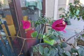 美丽三角梅花朵盆栽