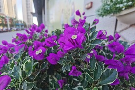 紫色三角梅花卉盆栽