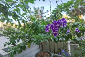 紫色美丽金露花盆栽绿植庭院