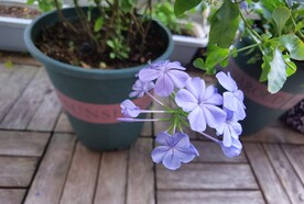 蓝雪花盆栽花卉