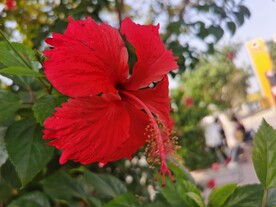 红色朱槿花花卉植物