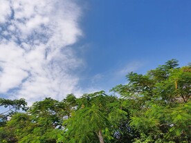 蓝天白云和合欢树