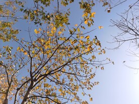 秋季蓝色天空下的梧桐树金色树叶