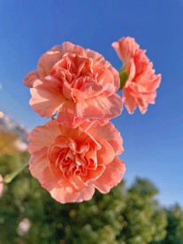 康乃馨