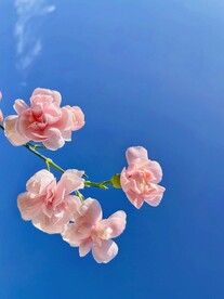 康乃馨