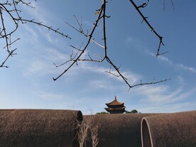 枯荣一春