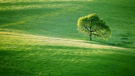 绿色草地背景