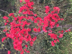 红花