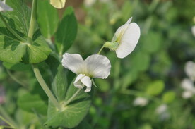豌豆尖花