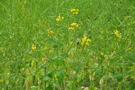 油菜花
