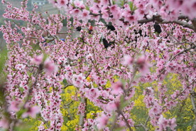 桃花